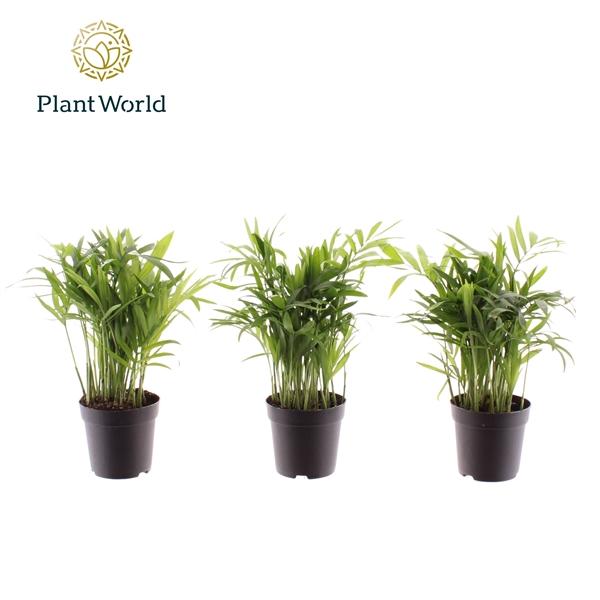 Горшечные цветы и растения оптом Chamaedorea Elegans (decorum) от 16шт (для телеги) из Голландии с доставкой по России