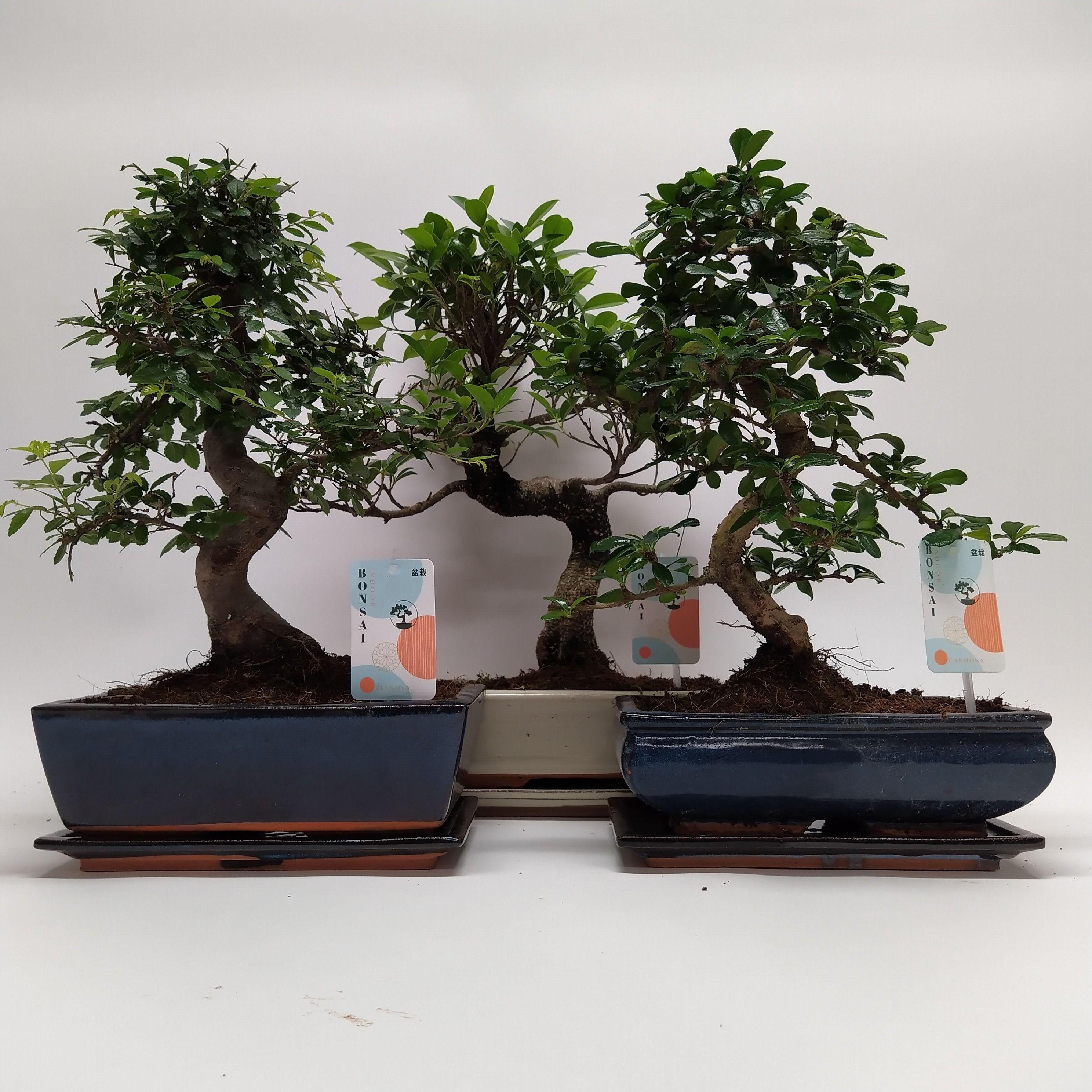 Горшечные цветы и растения оптом Bonsai Mix Traditional от 4шт из Голландии с доставкой по России