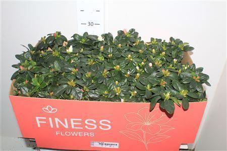 Горшечные цветы и растения оптом Rhodo Si Vogel Gem от 8шт из Голландии с доставкой по России