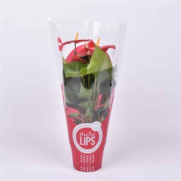 Горшечные цветы и растения оптом Anth An Everio 4+ In Sleeve (morelips) от 10шт из Голландии с доставкой по России
