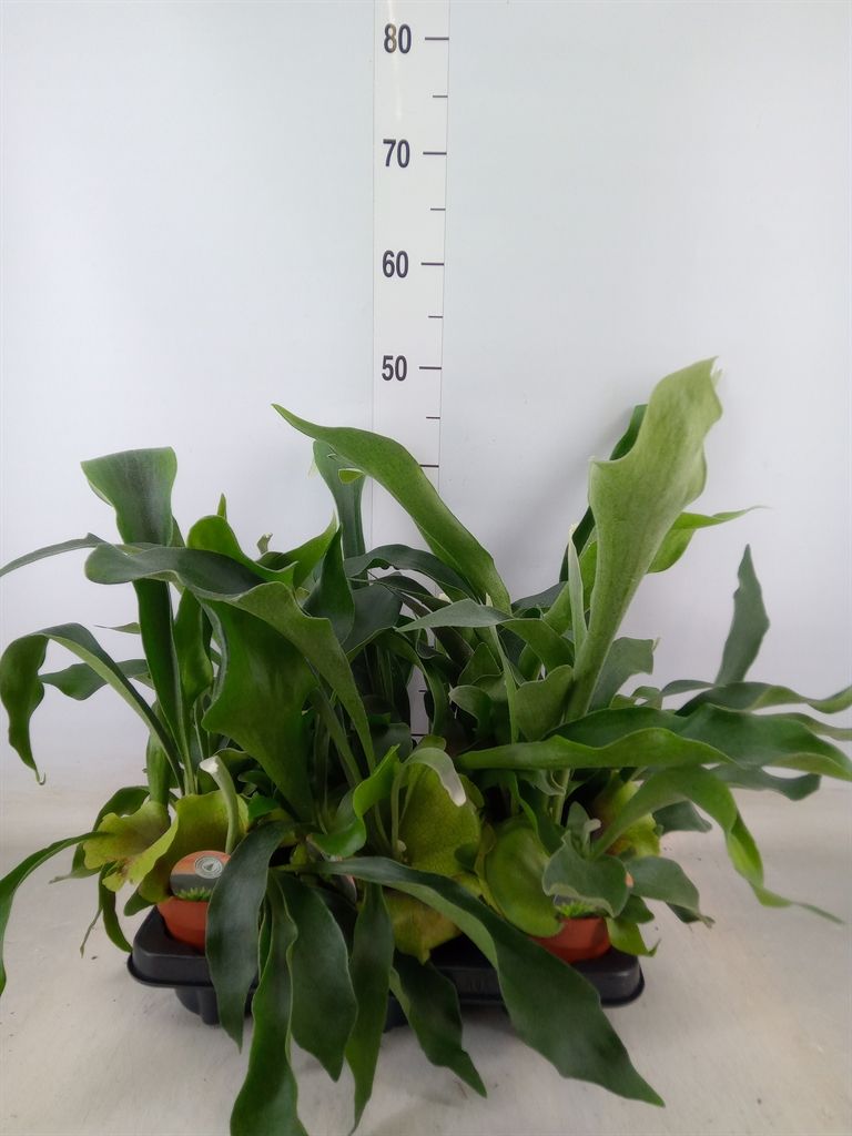 Горшечные цветы и растения оптом Platycerium Bifurc. от 6шт из Голландии с доставкой по России