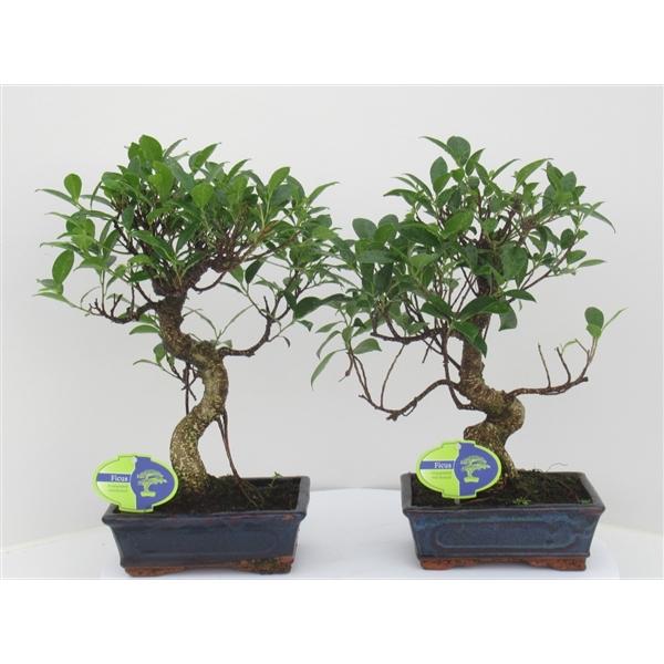 Горшечные цветы и растения оптом Bonsai Ficus Retusa, 20cm., Shape, Without Drip Tr от 7шт из Голландии с доставкой по России