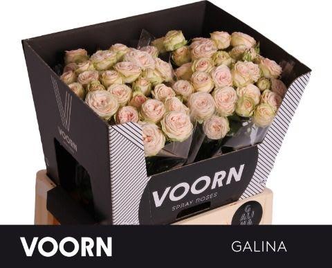 Срезанные цветы оптом Rosa spray galina от 30шт.. из Голландии с доставкой по России