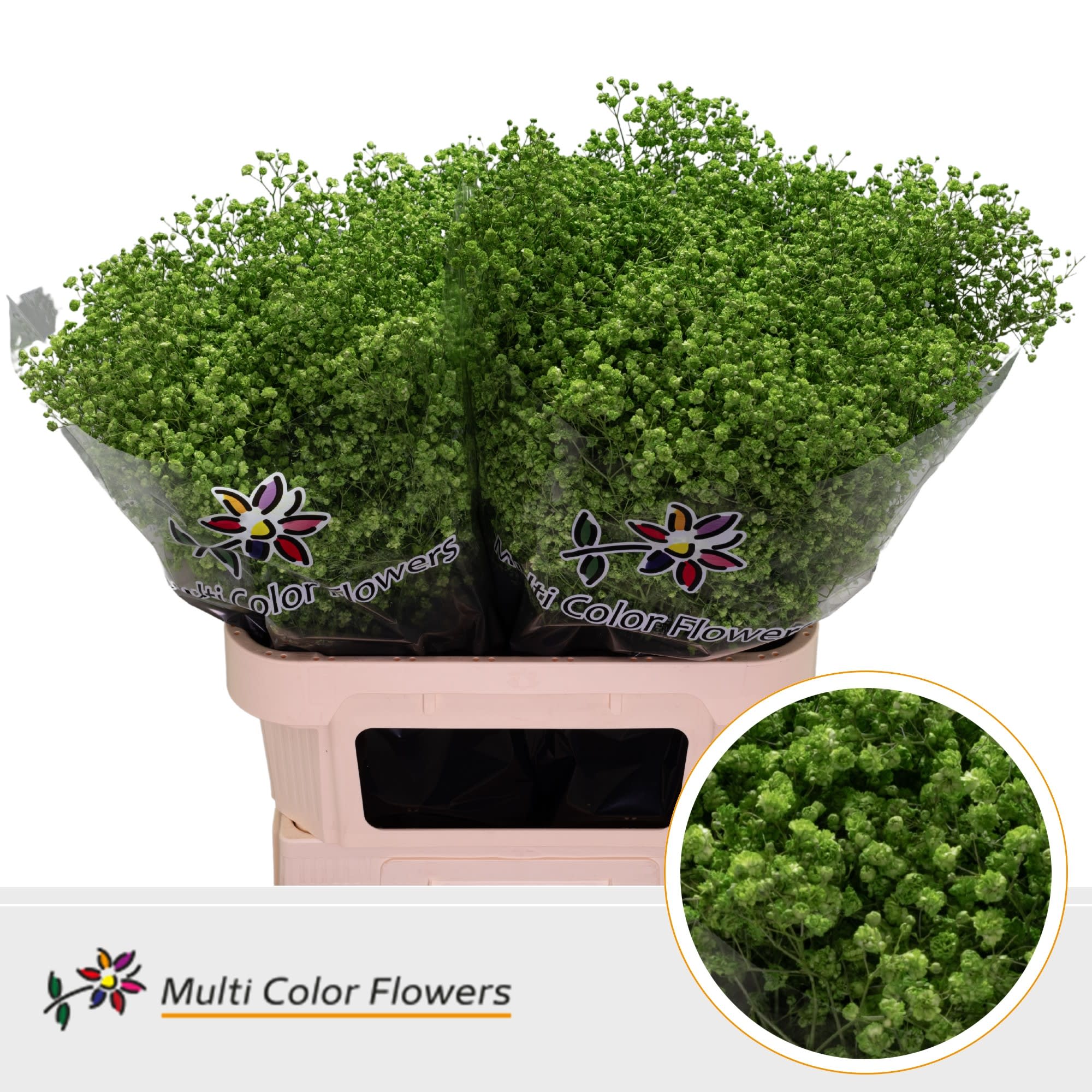 Срезанные цветы оптом Gyps large paint green от 50шт из Голландии с доставкой по России