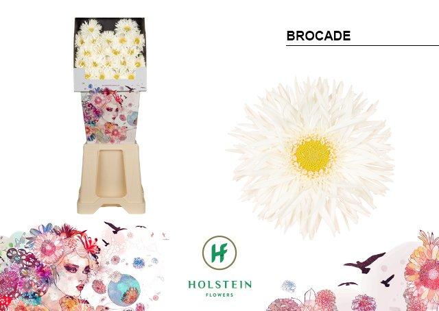 Срезанные цветы оптом Germini diamond gerspider brocade от 80шт из Голландии с доставкой по России