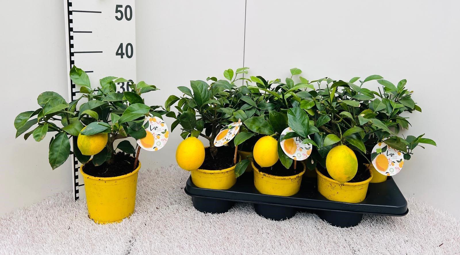 Горшечные цветы и растения оптом Citr Meyeri Meyer от 6шт (для телеги) из Голландии с доставкой по России