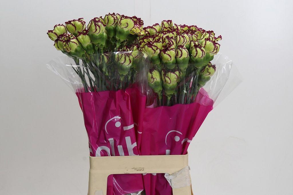 Срезанные цветы оптом Dianthus st extravaganza от 80шт из Голландии с доставкой по России