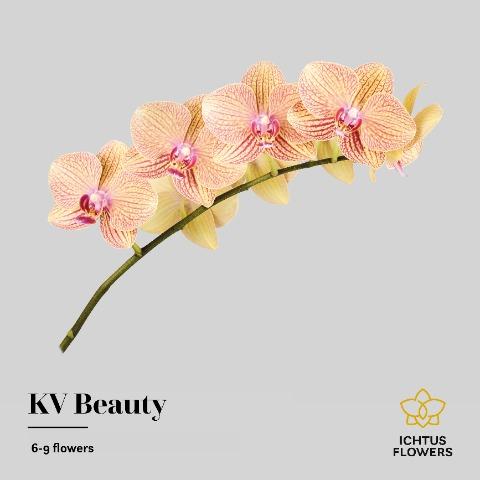 Срезанные цветы оптом Phalaenopsis kv beauty (per stem) от 6шт из Голландии с доставкой по России