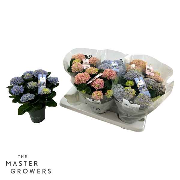 Горшечные цветы и растения оптом Hydrangea Ma Magical Revolution Mix 5+ от 6шт из Голландии с доставкой по России