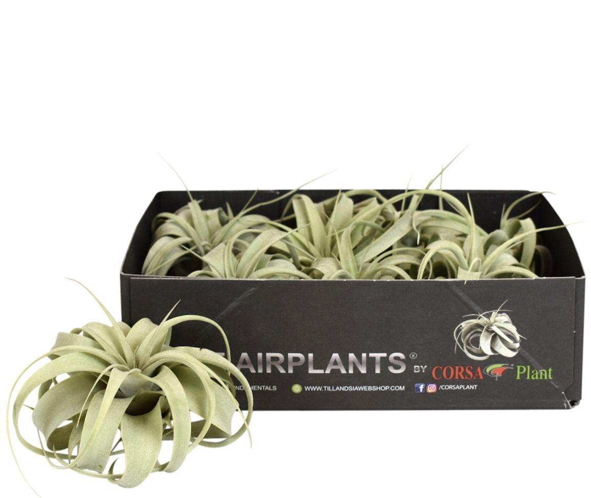 Горшечные цветы и растения оптом Tillandsia Xerograph от 8шт (для телеги) из Голландии с доставкой по России