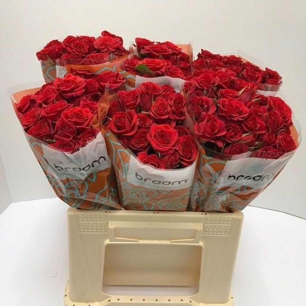 Срезанные цветы оптом Rosa spray mirabel от 50шт из Голландии с доставкой по России