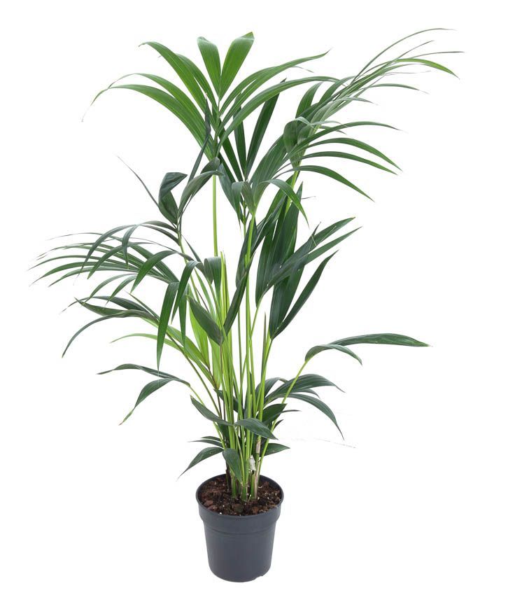 Горшечные цветы и растения оптом Howea Forsteriana 5pp от 1шт из Голландии с доставкой по России