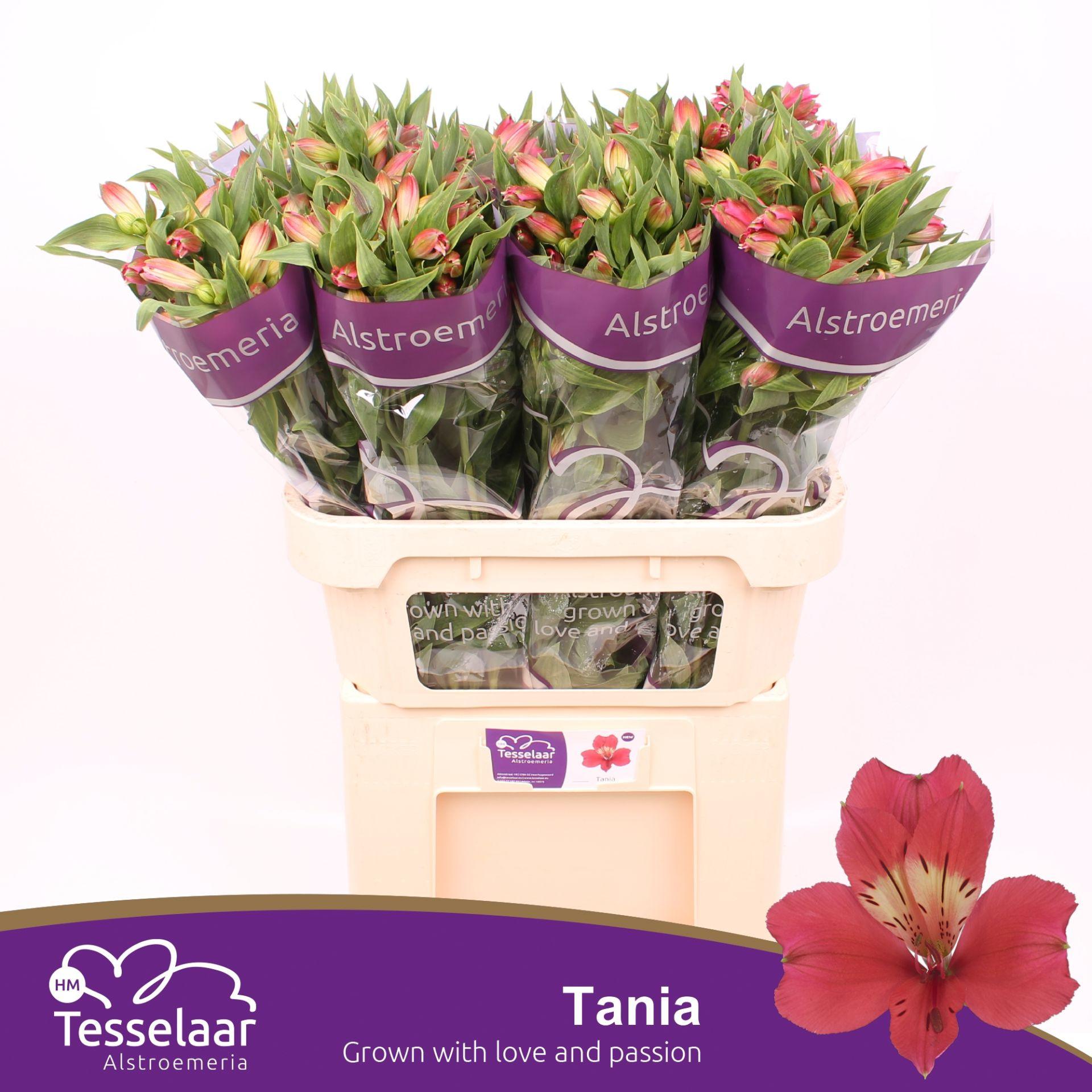 Срезанные цветы оптом Alstroemeria tania от 80шт из Голландии с доставкой по России