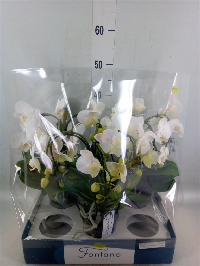 Горшечные цветы и растения оптом Phalaenopsis   ...white от 3шт из Голландии с доставкой по России