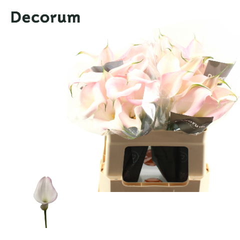 Срезанные цветы оптом Zantedeschia sweet art от 40шт из Голландии с доставкой по России