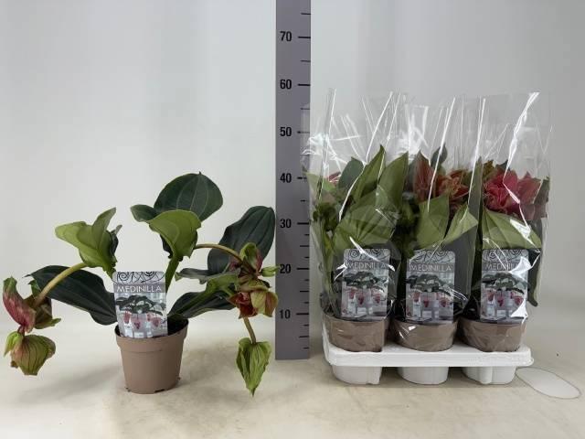 Горшечные цветы и растения оптом Medin Dolce Rossa от 6шт из Голландии с доставкой по России