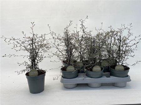 Горшечные цветы и растения оптом Corokia Cotoneaster A от 8шт из Голландии с доставкой по России