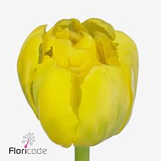 Срезанные цветы оптом Tulipa do yellow margarita от 150шт из Голландии с доставкой по России