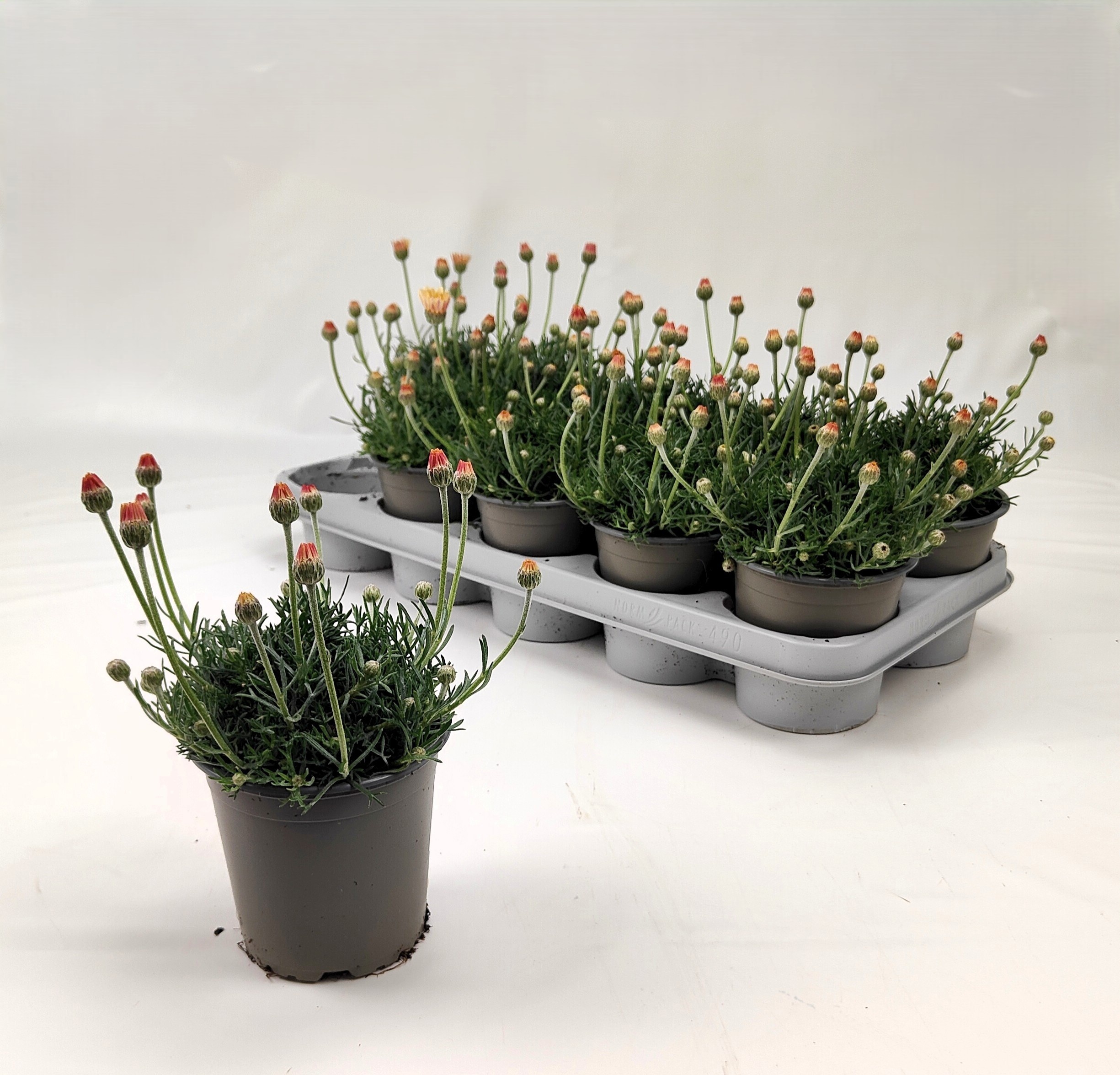 Горшечные цветы и растения оптом Rhodan H Zagora Yell от 10шт из Голландии с доставкой по России