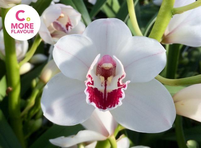 Срезанные цветы оптом Minicymbidium bernaflor от 10шт из Голландии с доставкой по России