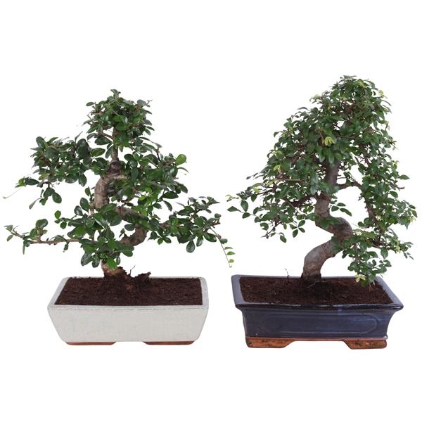 Горшечные цветы и растения оптом Bonsai Mix In In Ceramic от 2шт из Голландии с доставкой по России