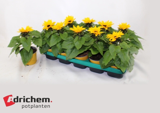 Горшечные цветы и растения оптом Heli Sunsation от 10шт из Голландии с доставкой по России