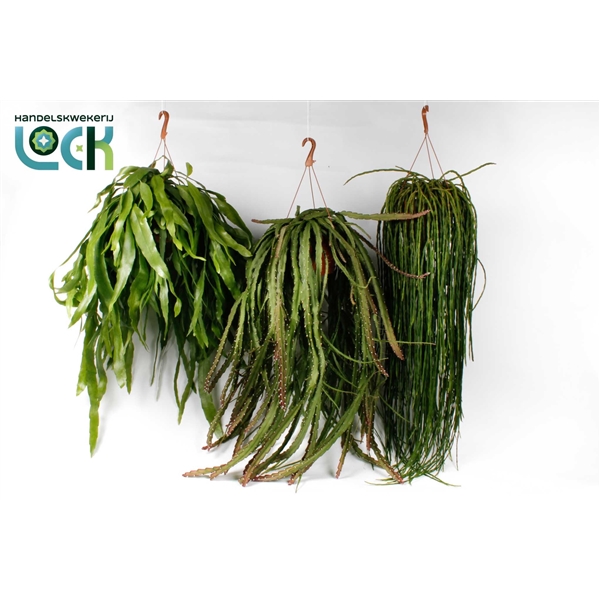 Горшечные цветы и растения оптом Rhipsalis Epiphyllum Hang Mix от 3шт из Голландии с доставкой по России