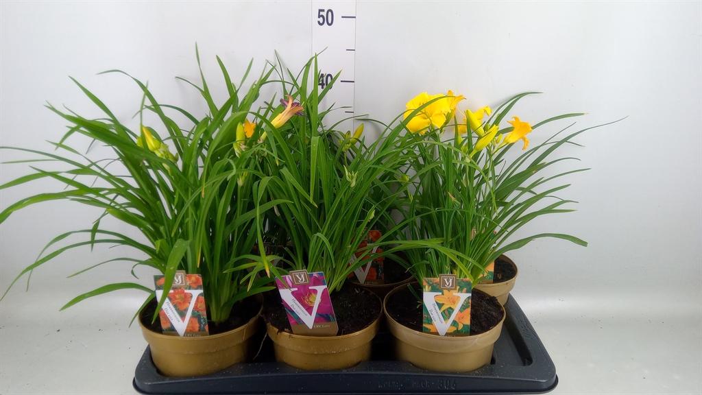 Горшечные цветы и растения оптом Hemerocallis   ... от 6шт из Голландии с доставкой по России