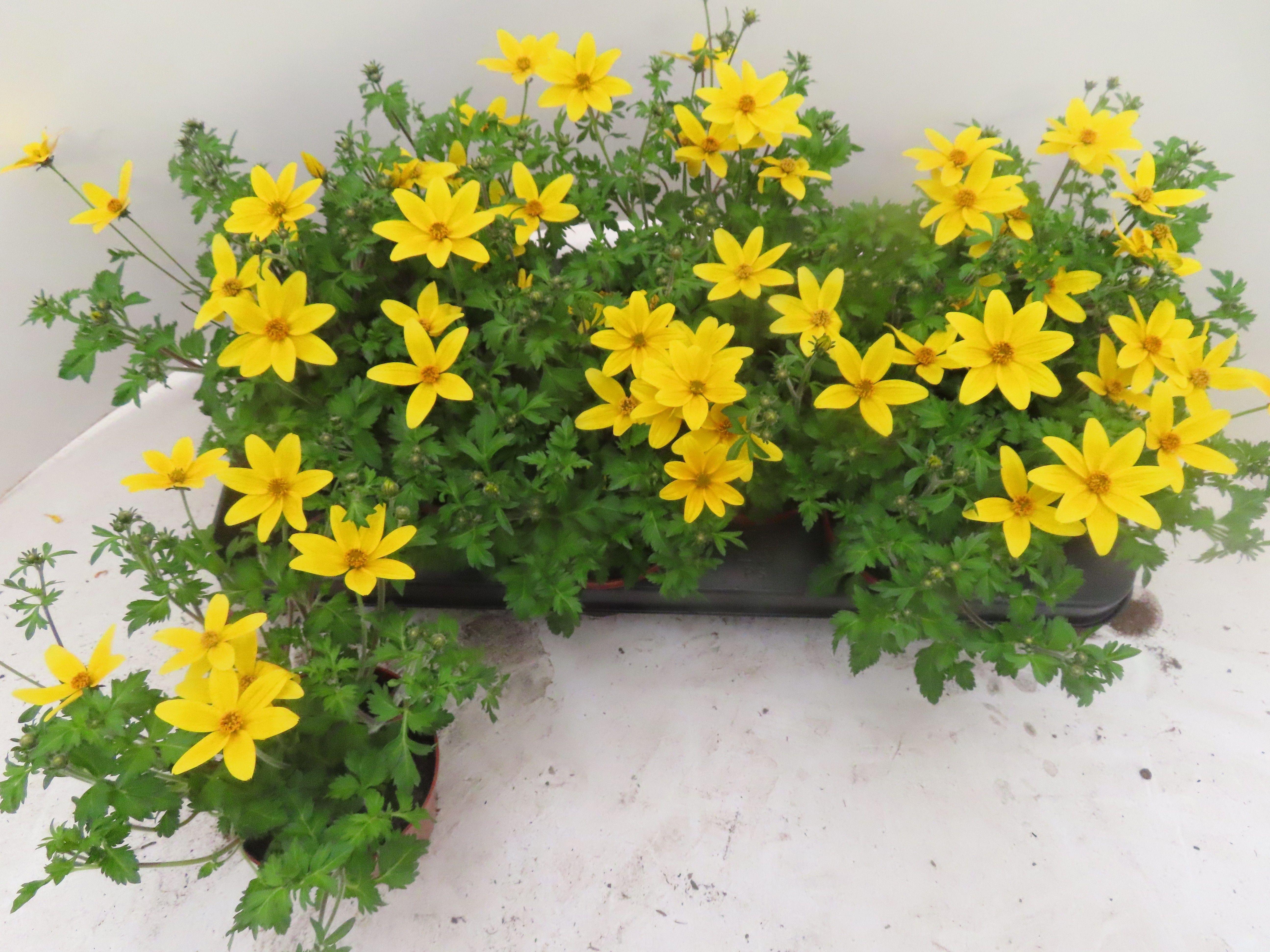 Горшечные цветы и растения оптом Bid Yellow Charm от 12шт из Голландии с доставкой по России