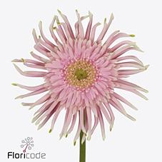 Срезанные цветы оптом Gerbera diamond gerpasta emma от 45шт из Голландии с доставкой по России