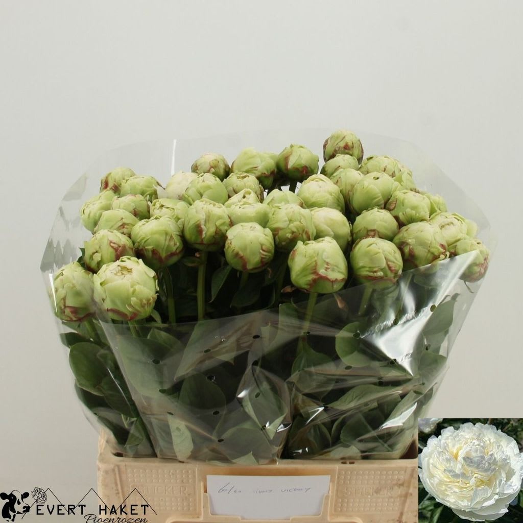 Срезанные цветы оптом Paeonia ivory victory от 50шт из Голландии с доставкой по России