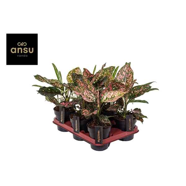 Горшечные цветы и растения оптом Aglaonema Pink Leopard от 6шт из Голландии с доставкой по России