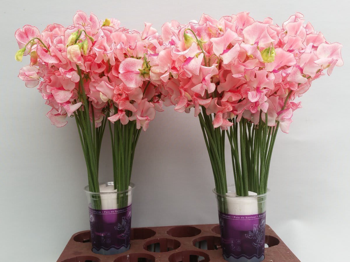 Срезанные цветы оптом Lathyrus wedding pink от 100шт. из Голландии с доставкой по России