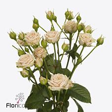 Срезанные цветы оптом Rosa spray tanja от 30шт из Голландии с доставкой по России