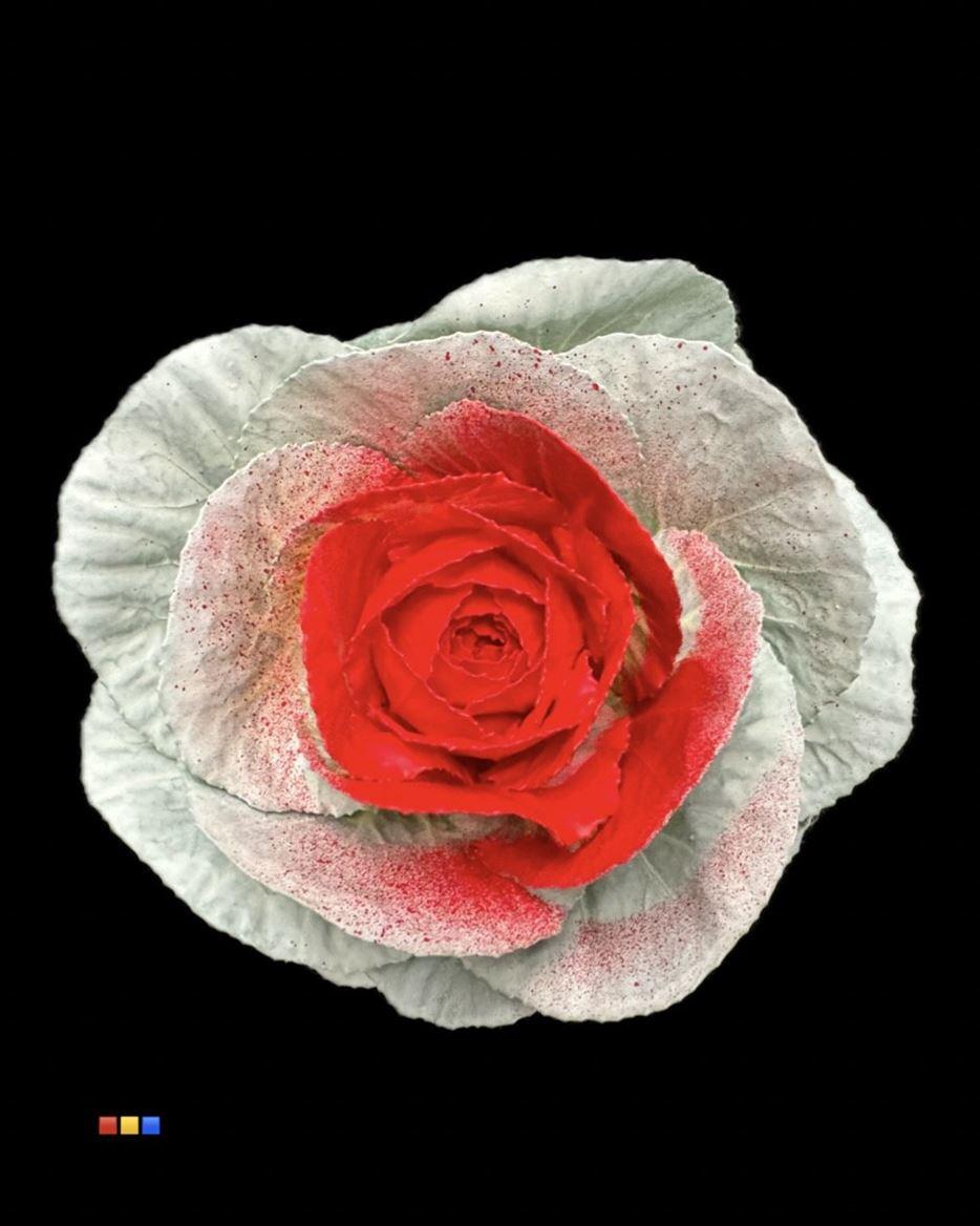 Срезанные цветы оптом Brassica paint white + red eye от 20шт. из Голландии с доставкой по России