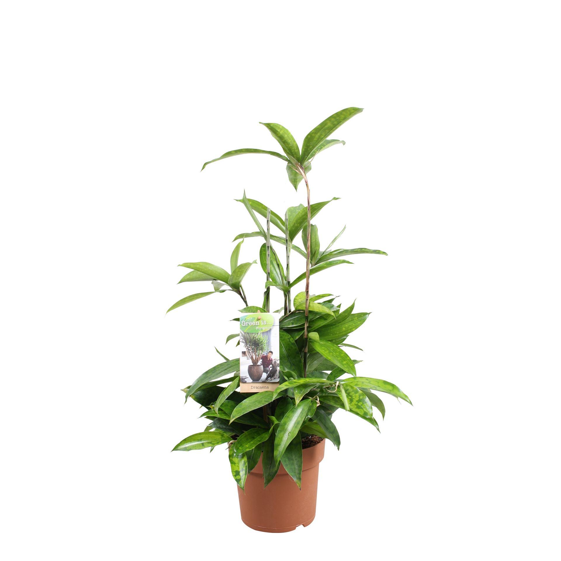 Горшечные цветы и растения оптом Dracaena Surculosa от 6шт из Голландии с доставкой по России