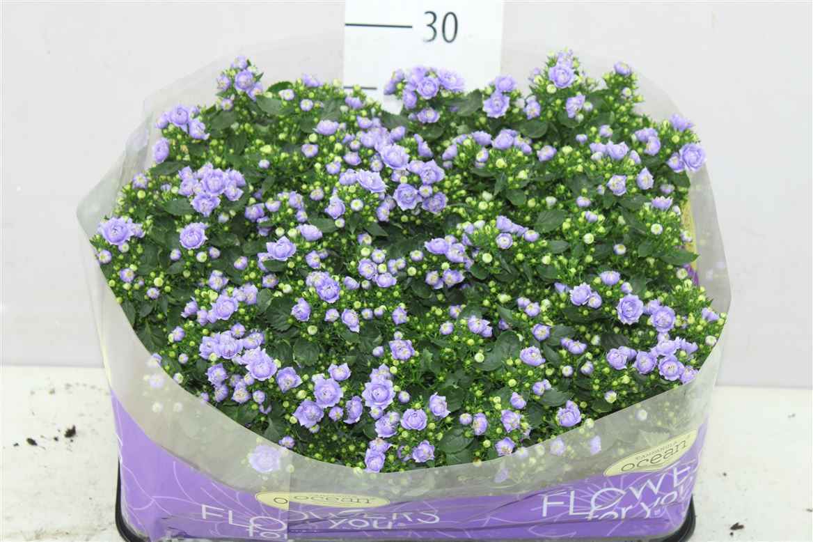 Горшечные цветы и растения оптом Campanula Midnight Blue Double от 9шт из Голландии с доставкой по России