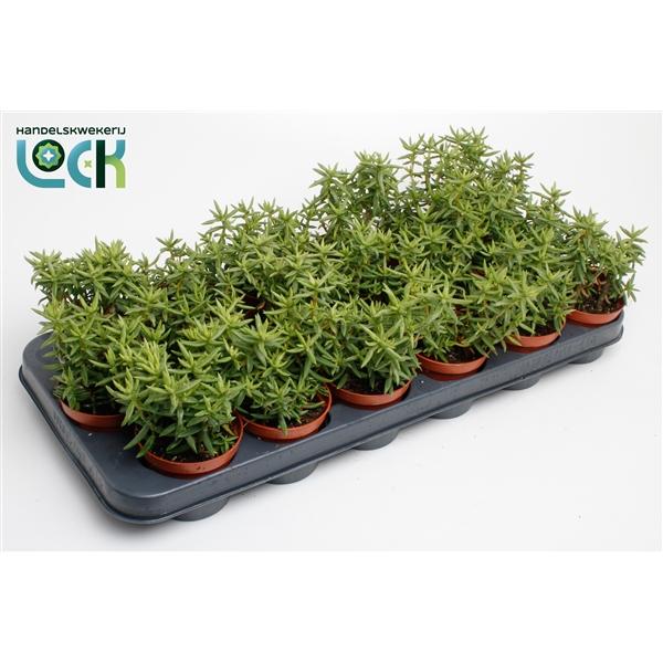 Горшечные цветы и растения оптом Crassula Tetragona от 12шт (для телеги) из Голландии с доставкой по России