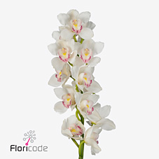 Срезанные цветы оптом Cymbidium white kilimanjaro от 2шт из Голландии с доставкой по России