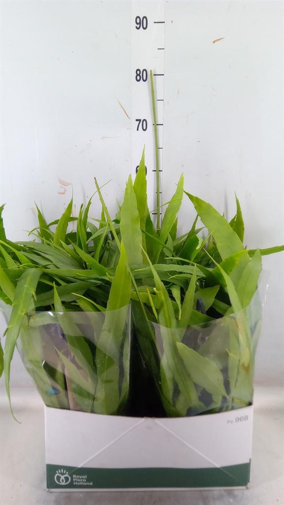 Горшечные цветы и растения оптом Epiphyllum   ... от 5шт из Голландии с доставкой по России