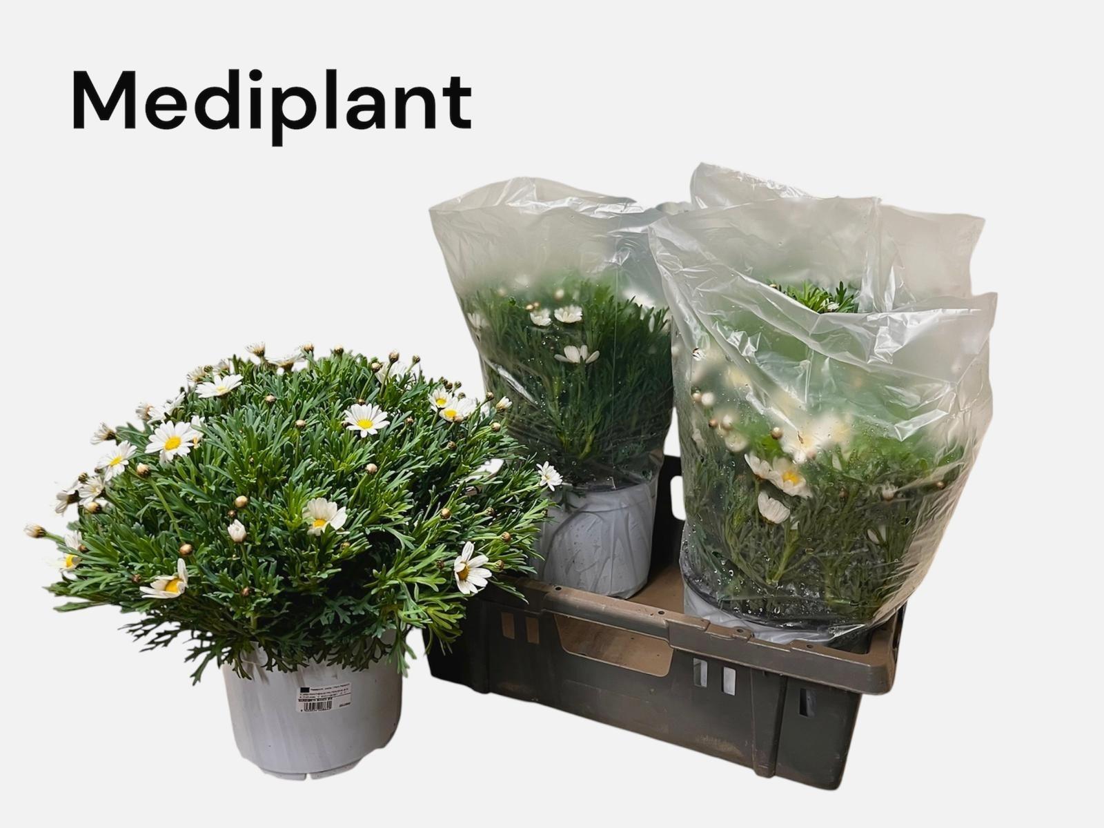 Горшечные цветы и растения оптом Arg Ov от 4шт из Голландии с доставкой по России