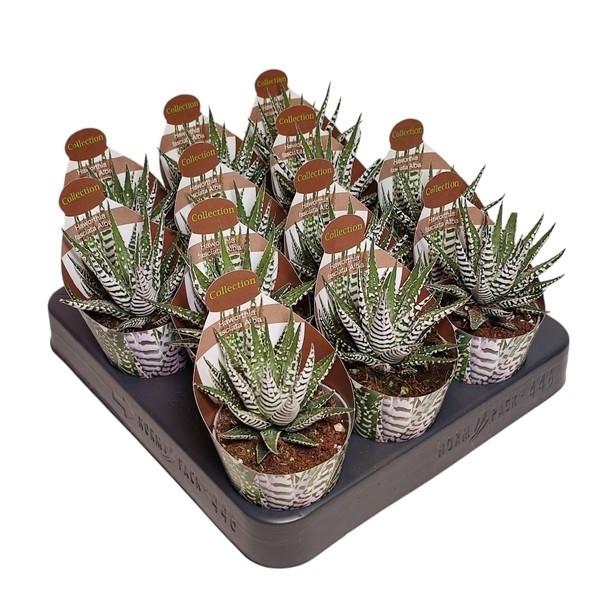 Горшечные цветы и растения оптом Haworthia Fasciata Alba Potcover от 12шт (для телеги) из Голландии с доставкой по России