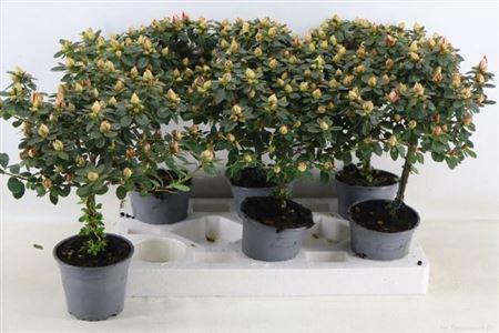 Горшечные цветы и растения оптом ** Rhodo Sachsenstern Stam Medium * Spring Deal * от 6шт из Голландии с доставкой по России