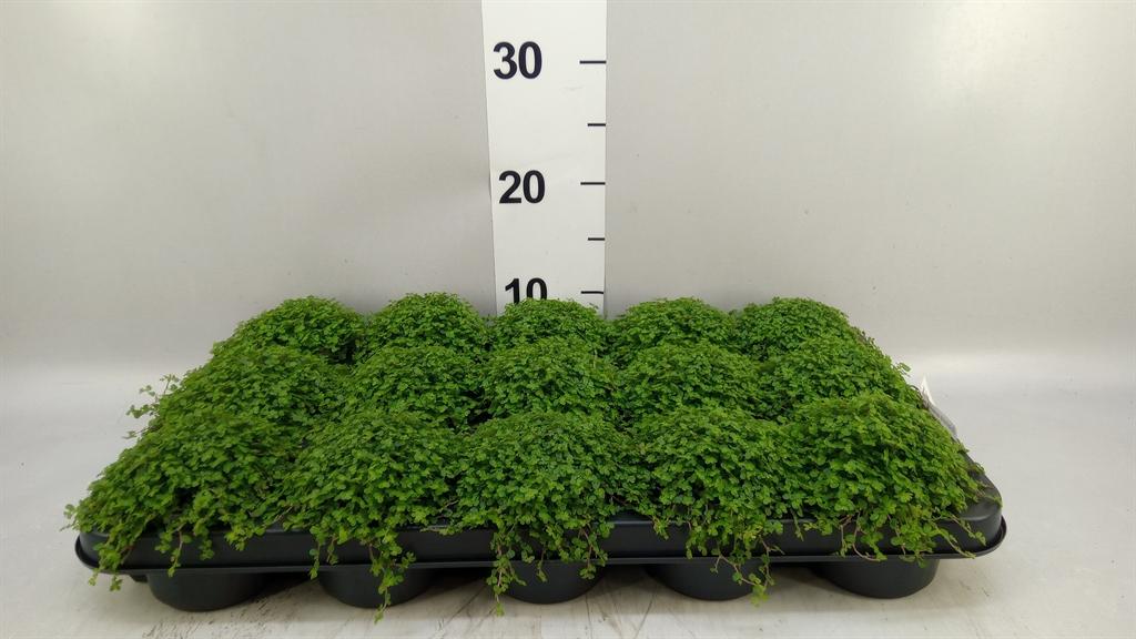 Горшечные цветы и растения оптом Soleirolia Soleirolii ...green от 15шт (для телеги) из Голландии с доставкой по России