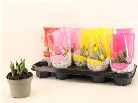 Горшечные цветы и растения оптом Tul Gem 4 Kleuren от 6шт из Голландии с доставкой по России