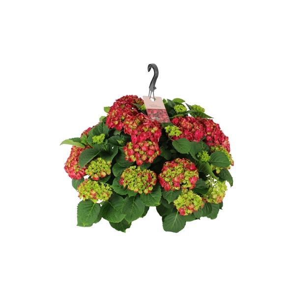Горшечные цветы и растения оптом Hydrangea Ma Red Hanging Pot 20+ от 1шт из Голландии с доставкой по России