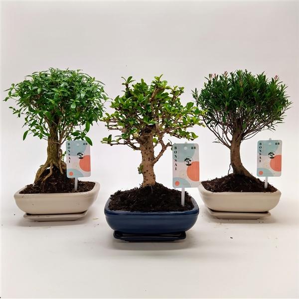 Горшечные цветы и растения оптом Bonsai Mix Traditional Ball от 7шт из Голландии с доставкой по России