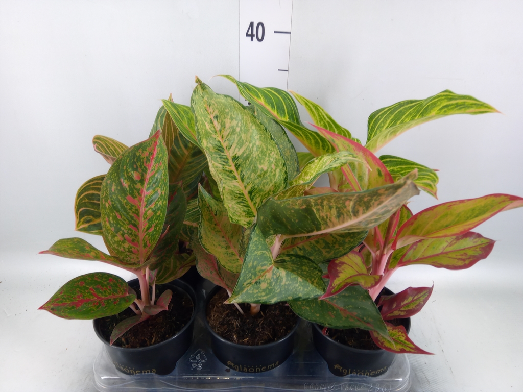 Горшечные цветы и растения оптом Aglaonema   ... от 6шт из Голландии с доставкой по России
