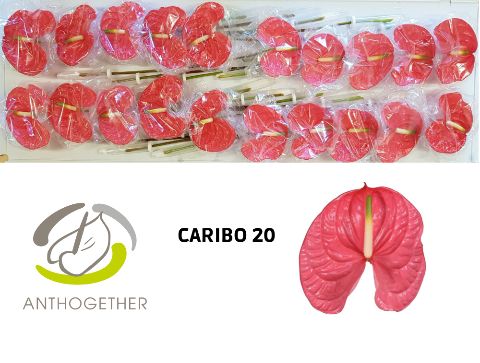 Срезанные цветы оптом Anthurium caribo от 20шт из Голландии с доставкой по России