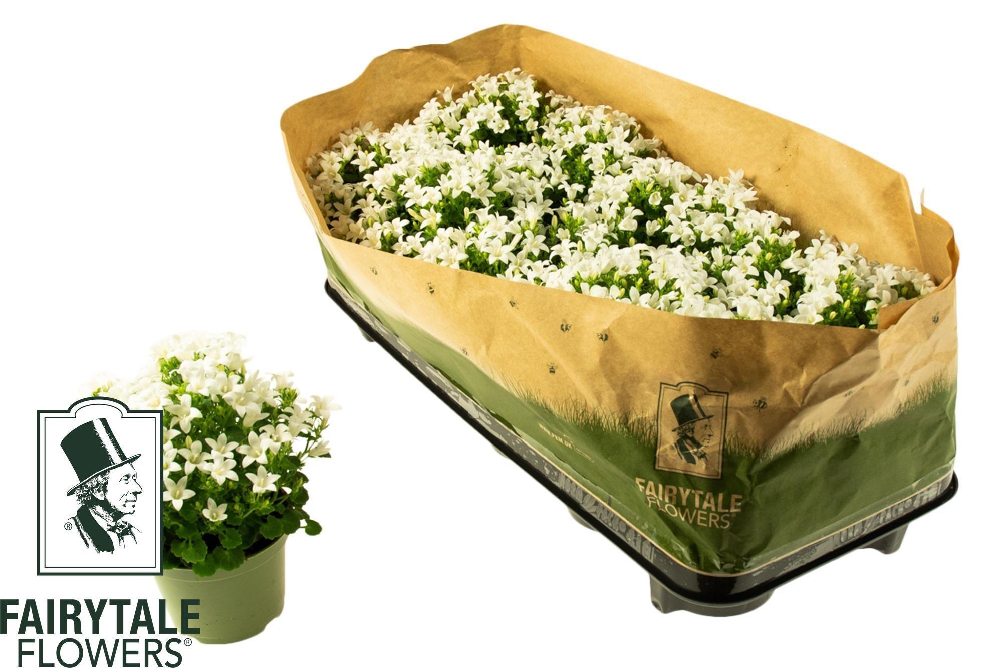 Горшечные цветы и растения оптом Camp Por Whi Get Mee от 10шт (для телеги) из Голландии с доставкой по России